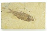 Detailed Fossil Fish (Knightia) - Wyoming #363784-1